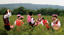 LE FESTIVAL DE LA ROSE