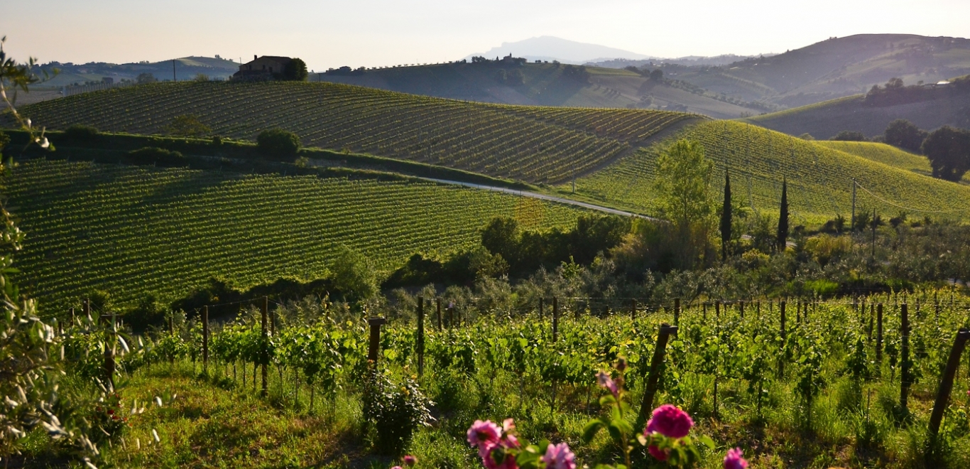 Tour de Vino